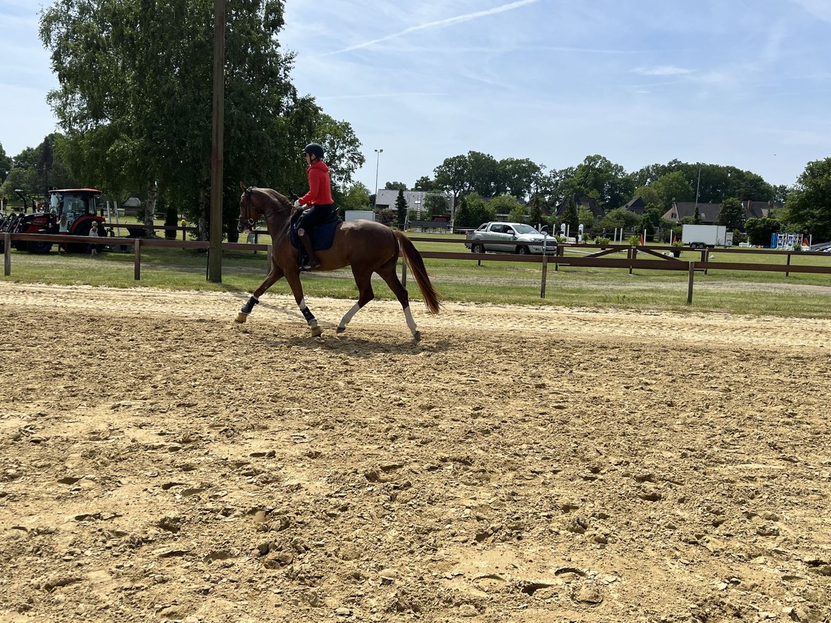 Hanoverian Gelding 6 years 16,1 hh Chestnut-Red in Osterholz-Scharmbeck