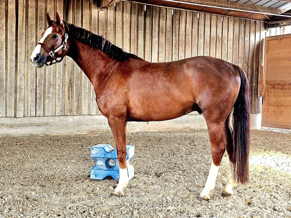 Hanoverian Gelding 6 years 16,1 hh Chestnut-Red in Heidelberg