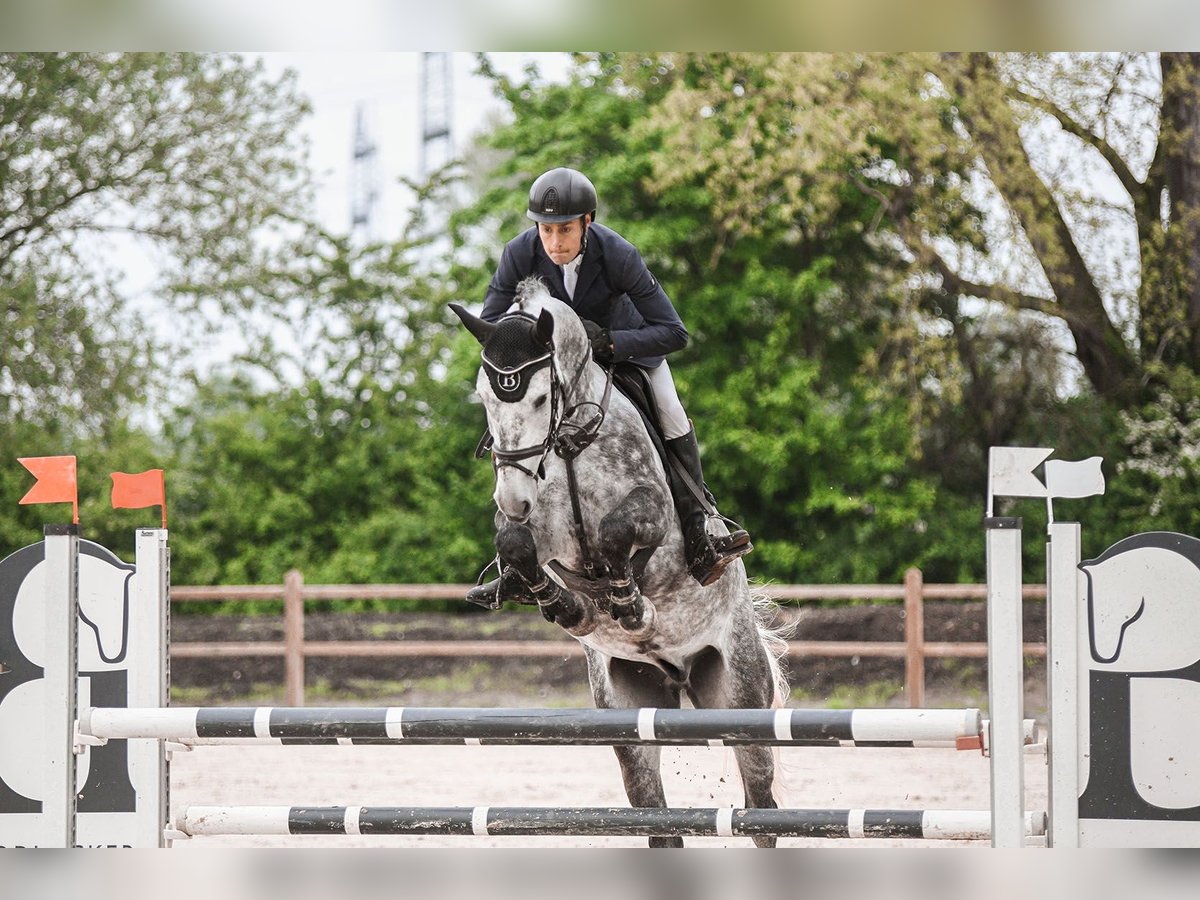 Hanoverian Gelding 6 years 16,1 hh Gray in Riedstadt