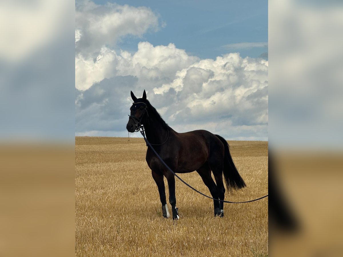 Hanoverian Gelding 6 years 16,2 hh Bay-Dark in Kalenborn