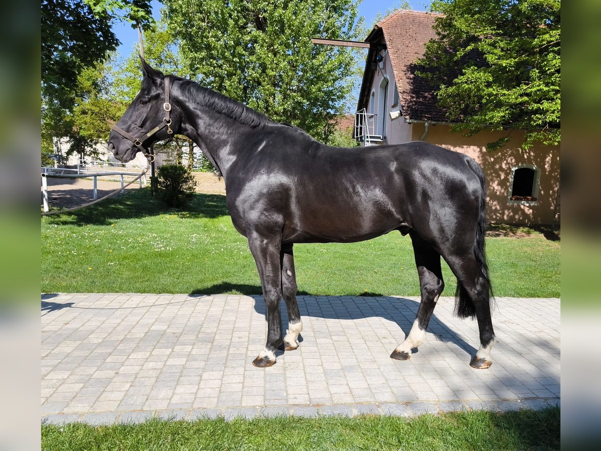 Hanoverian Gelding 6 years 16,2 hh Black in Pyrbaum