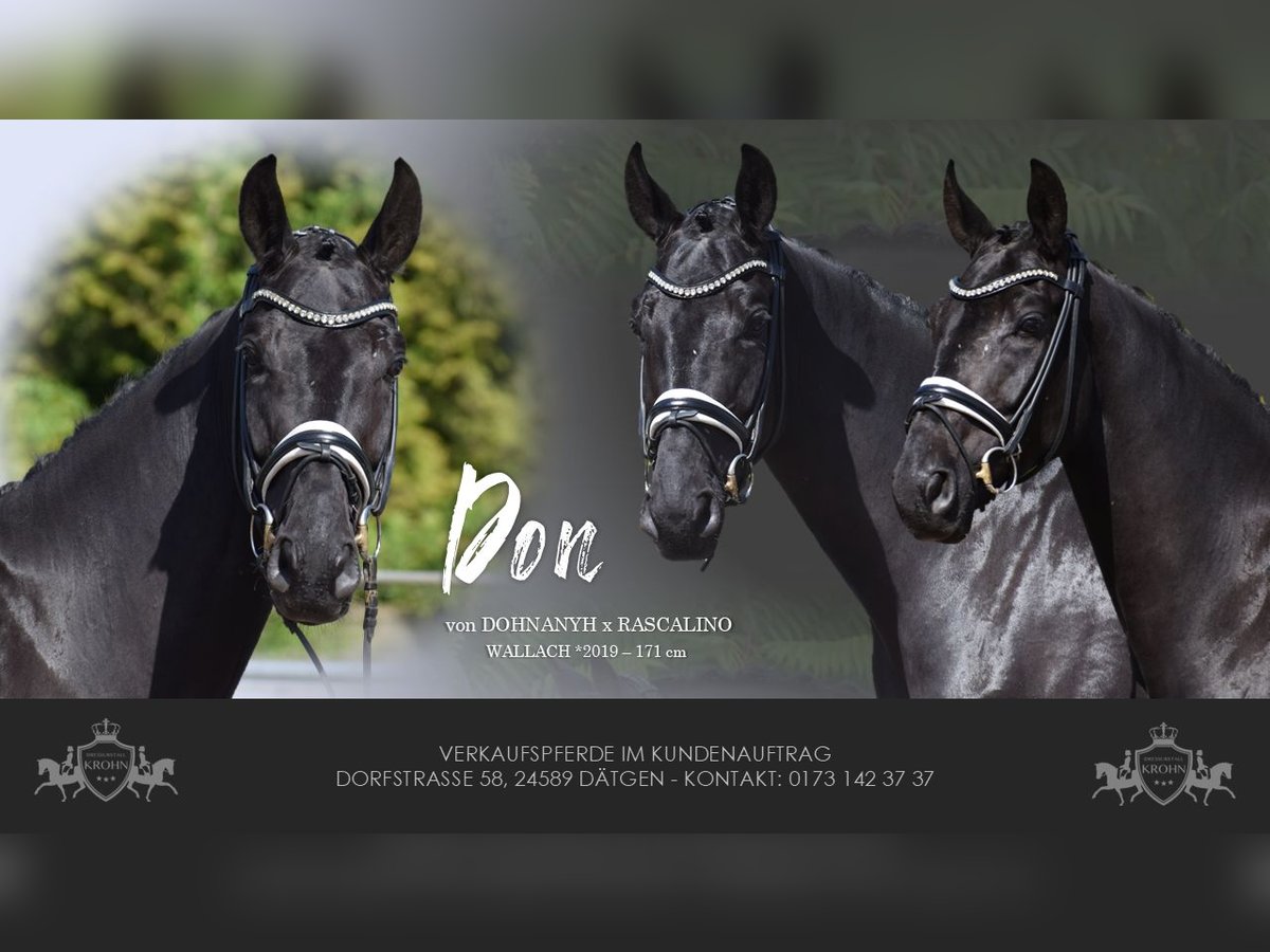 Hanoverian Gelding 6 years 16,2 hh Black in D&#xE4;tgen