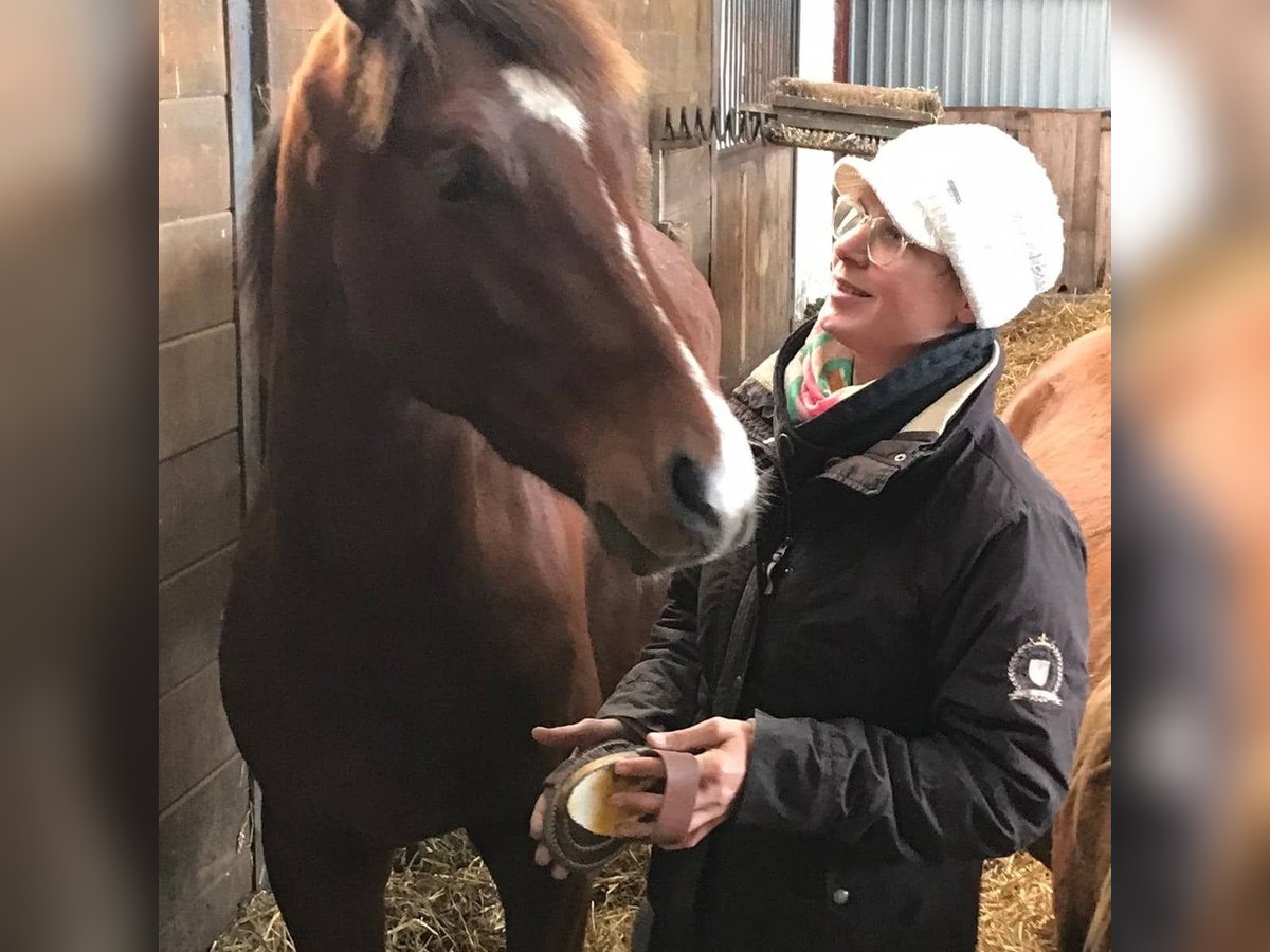 Hanoverian Gelding 6 years 16,2 hh Brown in Deinste Hanoverian Gelding 6 years 16,2 hh Brown in Deinste