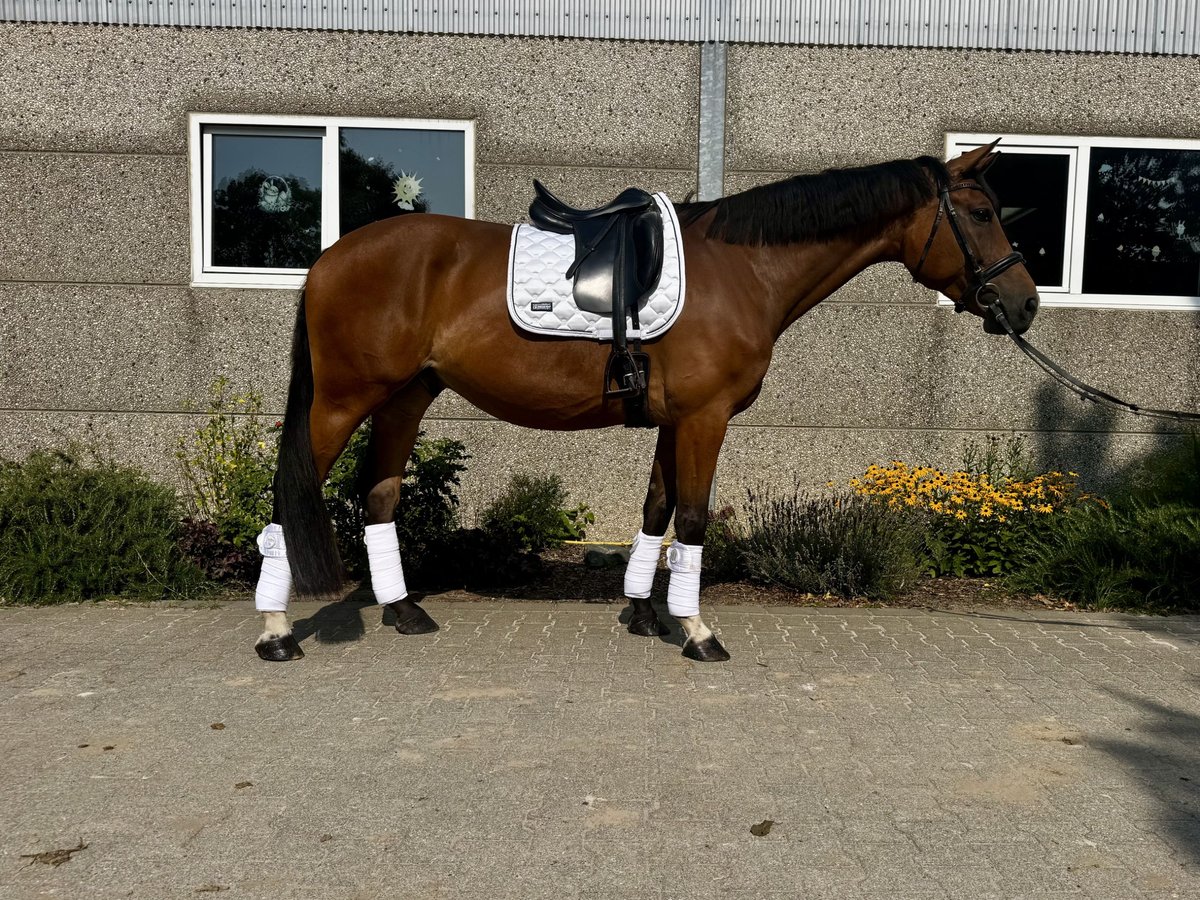 Hanoverian Gelding 6 years 16,2 hh Brown in Frechen