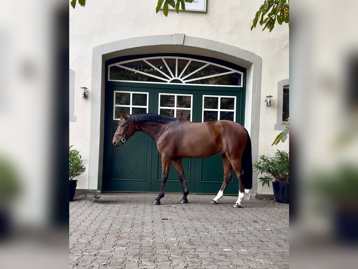 Hanoverian Gelding 6 years 16,2 hh Brown in Bohmte
