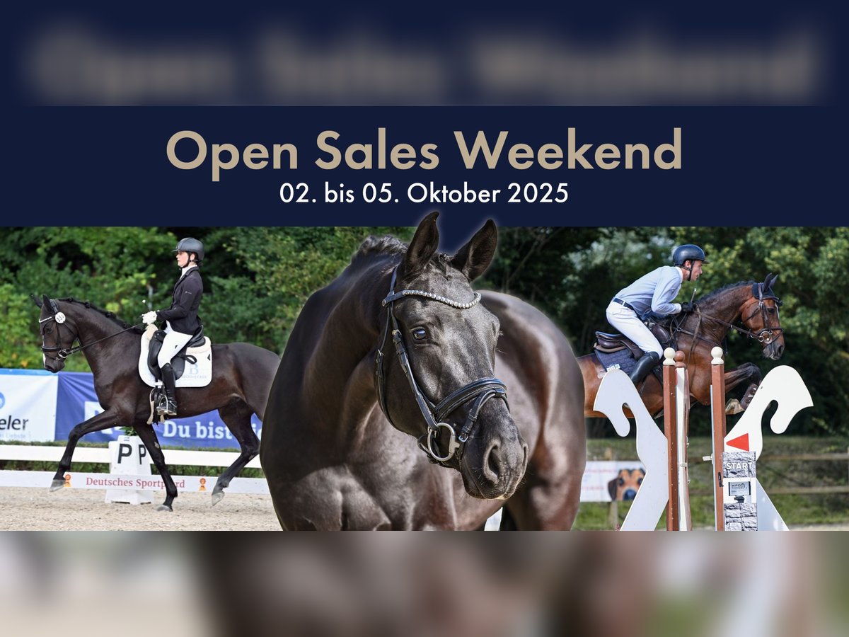 Hanoverian Gelding 6 years 16,2 hh Brown in Riedstadt