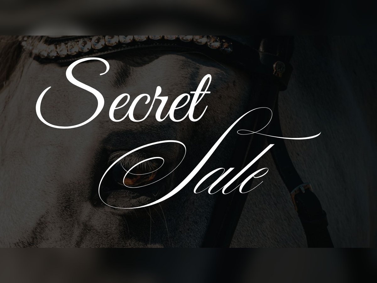 Hanoverian Gelding 6 years 16,2 hh Brown in Nettersheim Hanoverian Gelding 6 years 16,2 hh Brown in Nettersheim