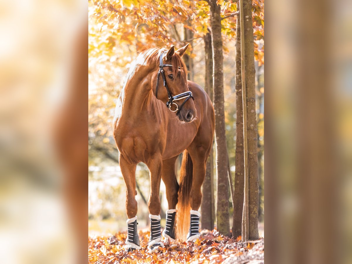 Hanoverian Gelding 6 years 16,2 hh Chestnut in Blomberg