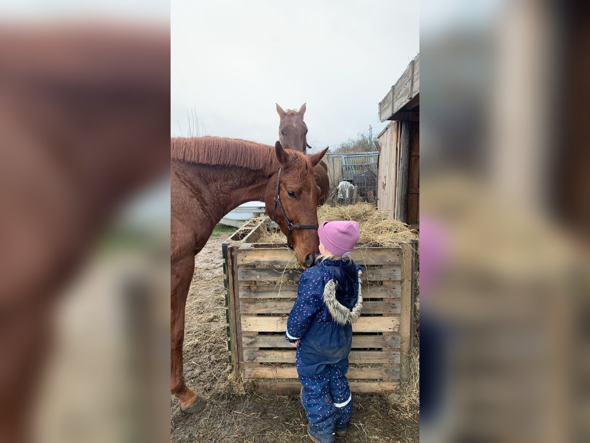 Hanoverian Gelding 6 years 16,2 hh Chestnut-Red in Heiligenhaus