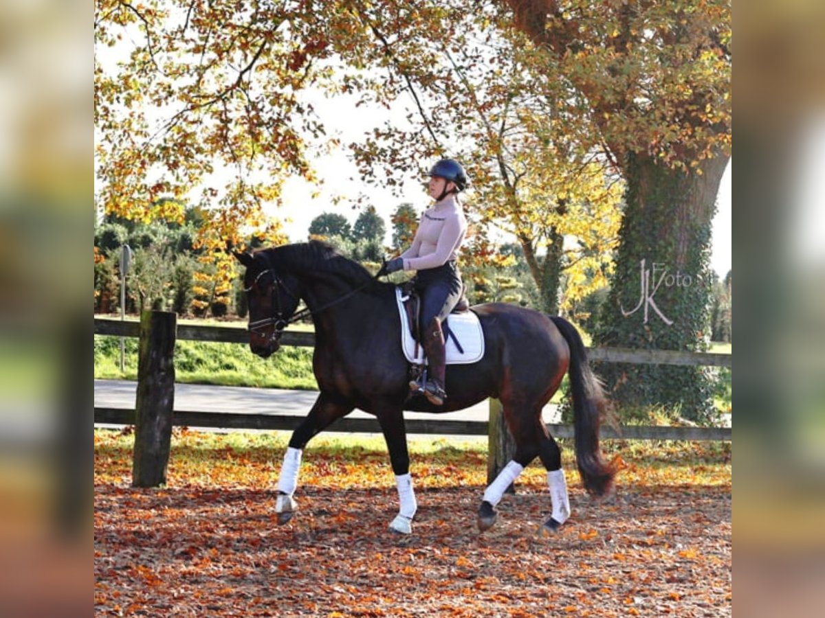 Hanoverian Gelding 6 years 16,2 hh Smoky-Black in Kempen