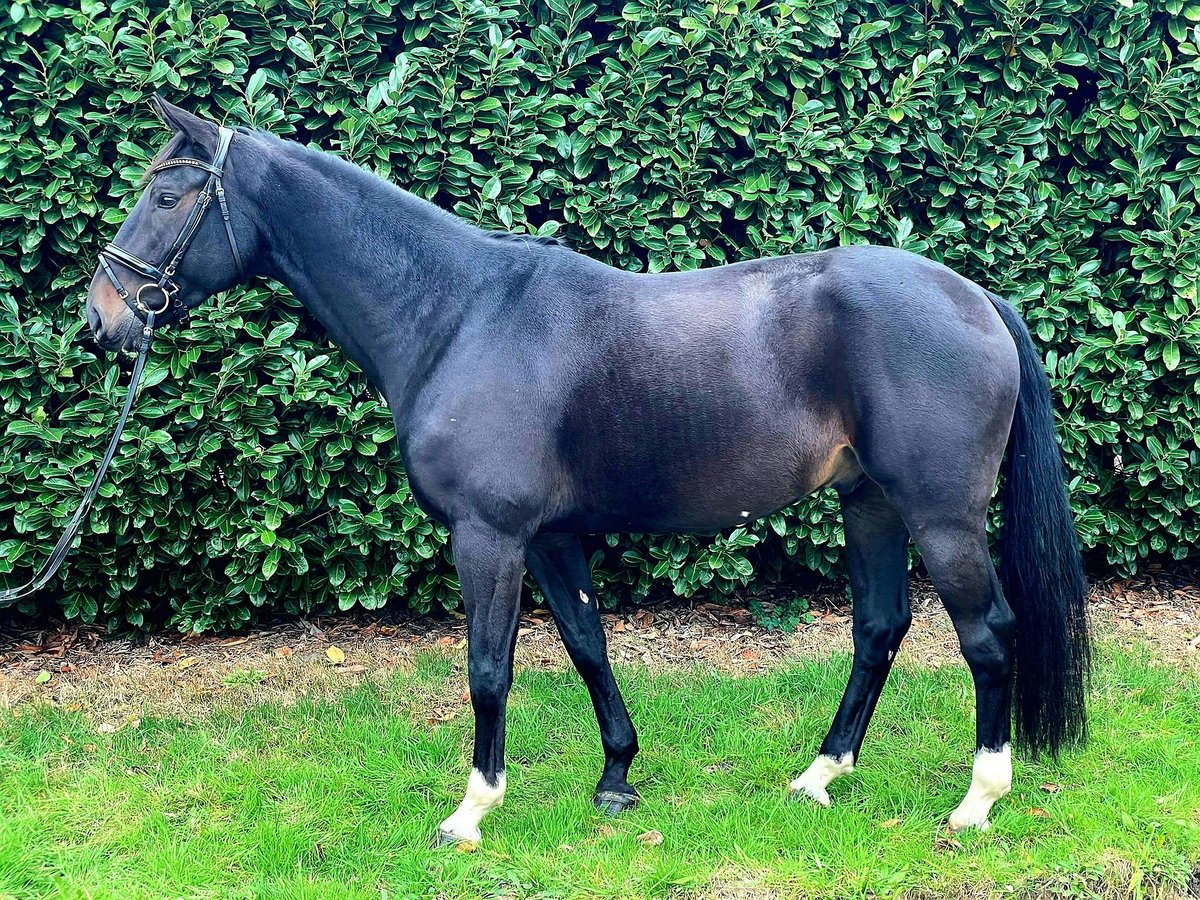 Hanoverian Gelding 6 years 16,2 hh Smoky-Black in Gro&#xDF; Ippener