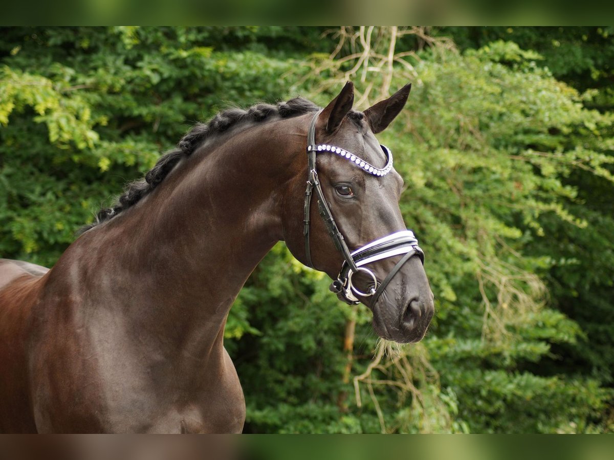 Hanoverian Gelding 6 years 16,3 hh Black in Gleichen