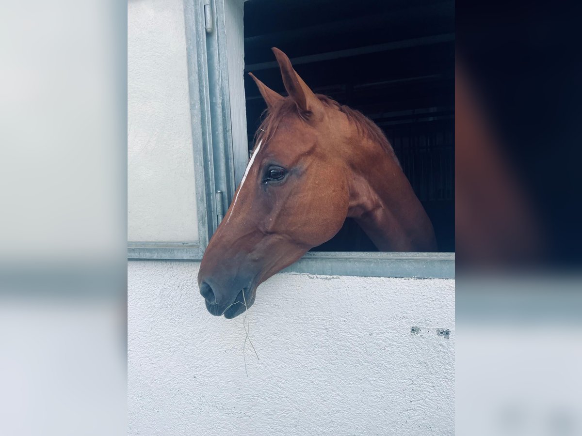 Hanoverian Gelding 6 years 16,3 hh Chestnut-Red in Gablingen Hanoverian Gelding 6 years 16,3 hh Chestnut-Red in Gablingen