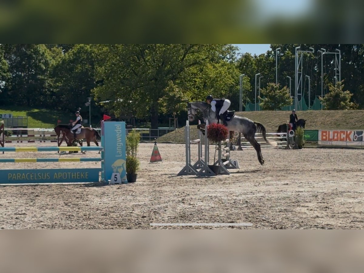 Hanoverian Gelding 6 years 16,3 hh Gray in Siedenburg