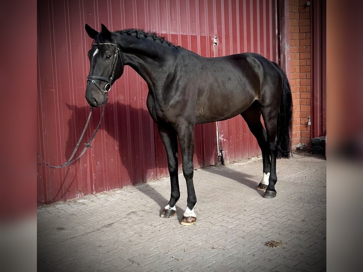 Hanoverian Gelding 6 years 17,1 hh Bay-Dark in Siedenburg