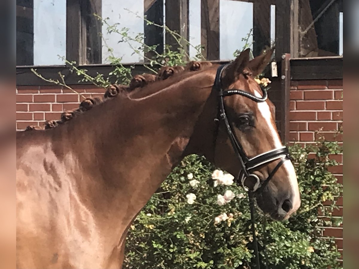 Hanoverian Gelding 6 years 17,1 hh Chestnut-Red in Barver