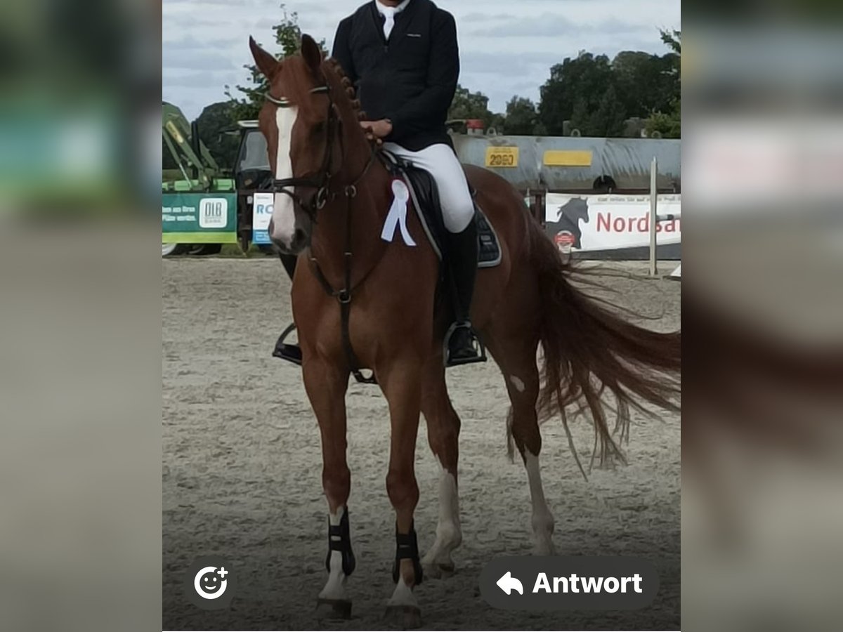 Hanoverian Gelding 6 years 17,1 hh Chestnut-Red in Sottrum