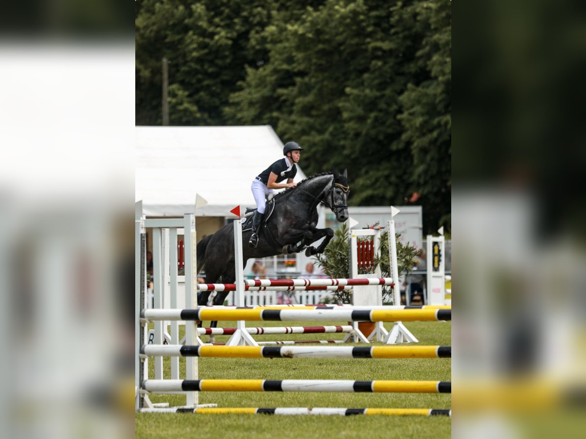 Hanoverian Gelding 6 years 17,1 hh Gray in Stadthagen