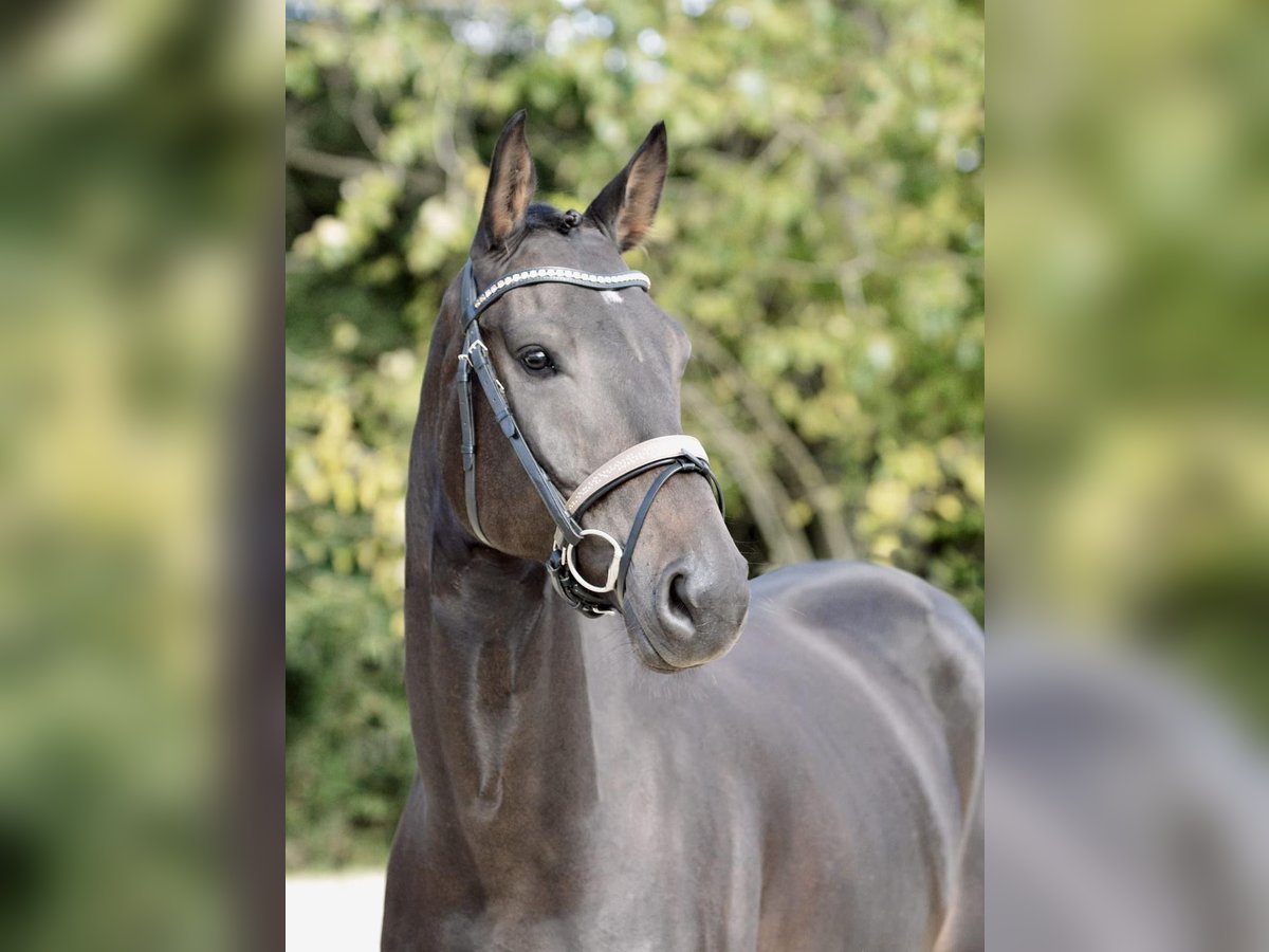 Hanoverian Gelding 6 years 17 hh Bay-Dark in Solingen