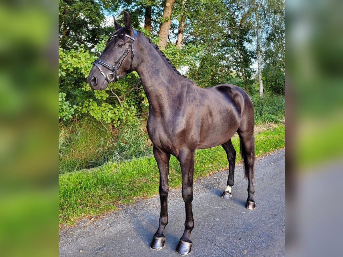 Hanoverian Gelding 6 years 17 hh Black in Hoya