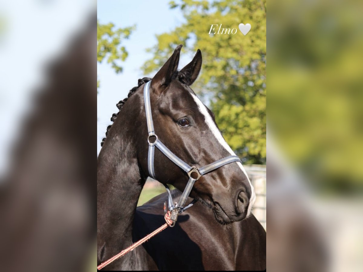 Hanoverian Gelding 6 years 17 hh Black in Holle