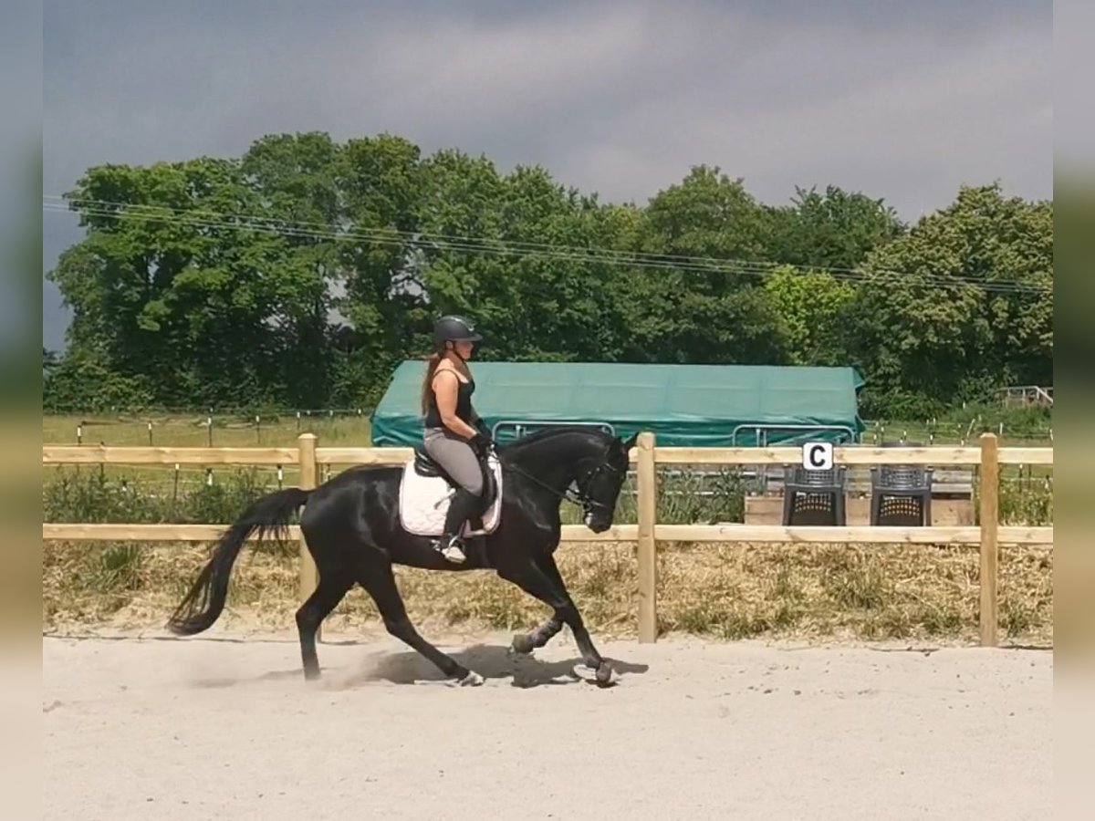 Hanoverian Gelding 6 years 17 hh Black in Horb am Neckar