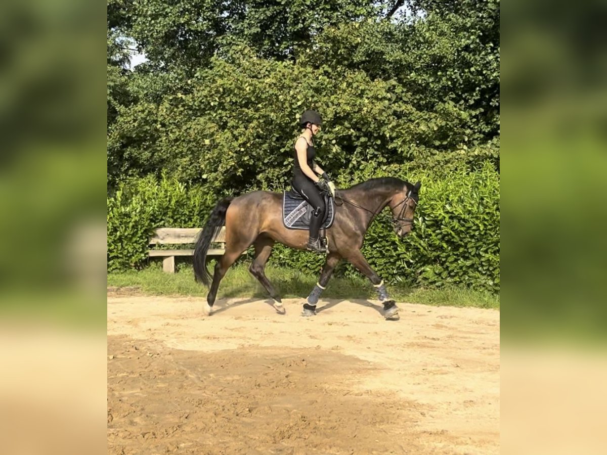 Hanoverian Gelding 6 years 17 hh Brown in Schneverdingen