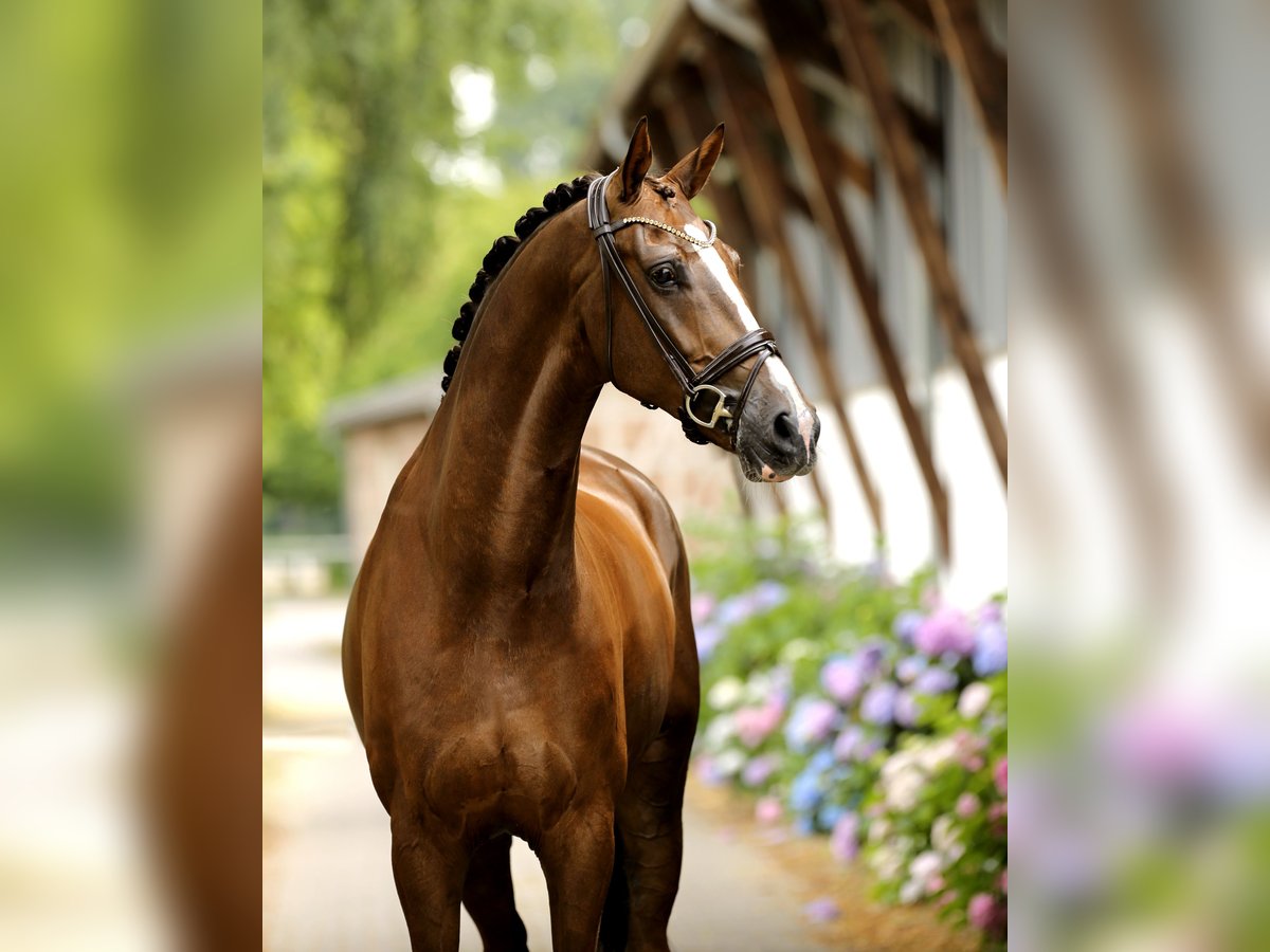 Hanoverian Gelding 6 years 17 hh Chestnut in Greven