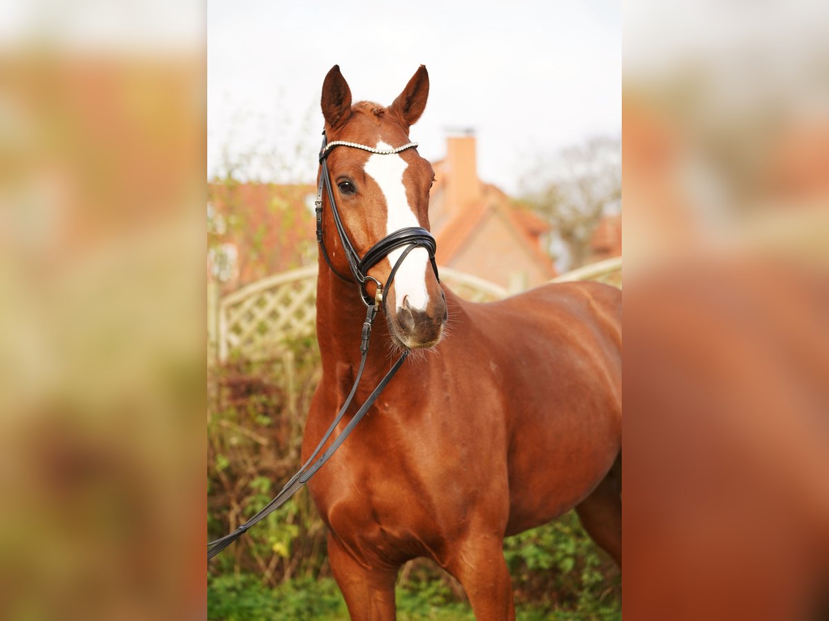 Hanoverian Gelding 6 years 17 hh Chestnut-Red in Hohenfelde