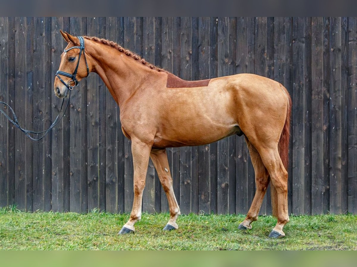 Hanoverian Gelding 6 years 17 hh Chestnut-Red in Burgdorf