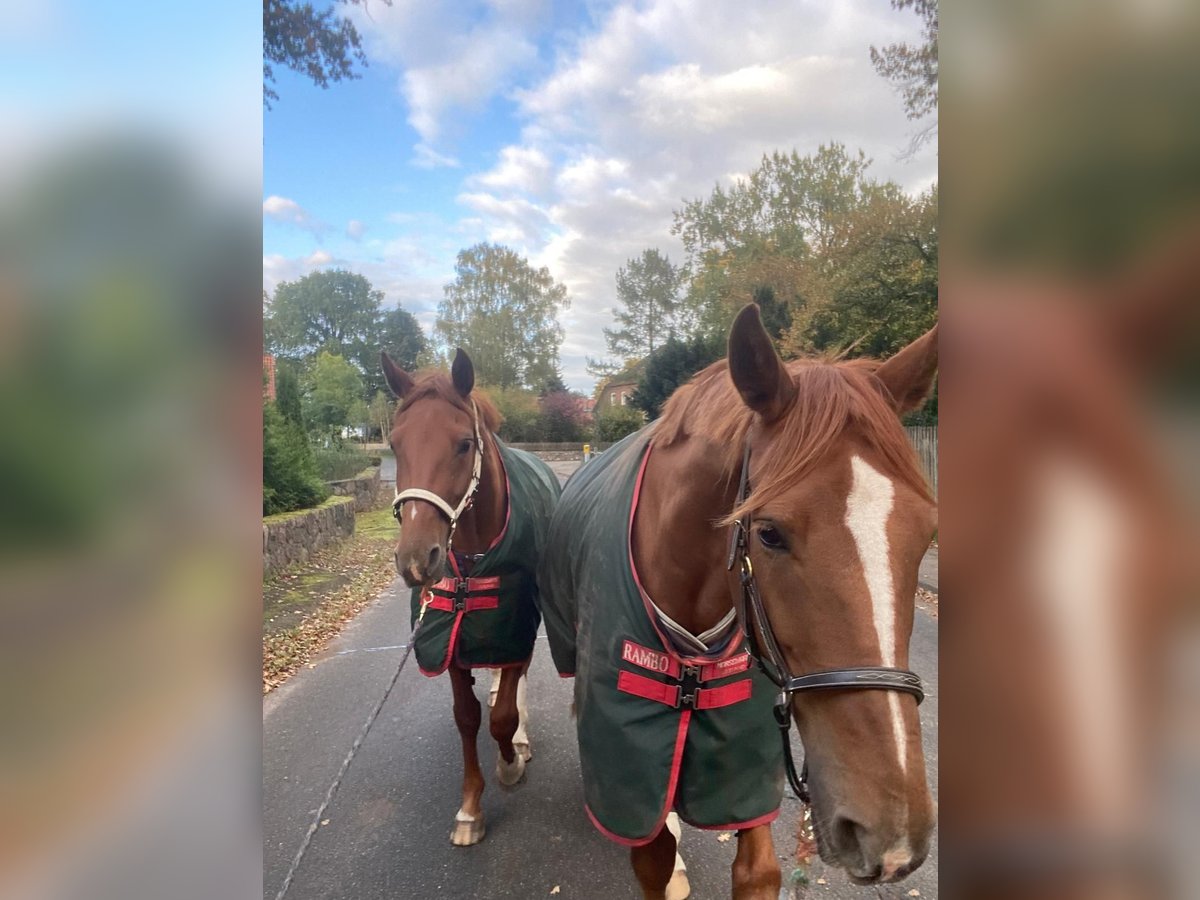 Hanoverian Gelding 6 years 17 hh Chestnut-Red in Lüneburg