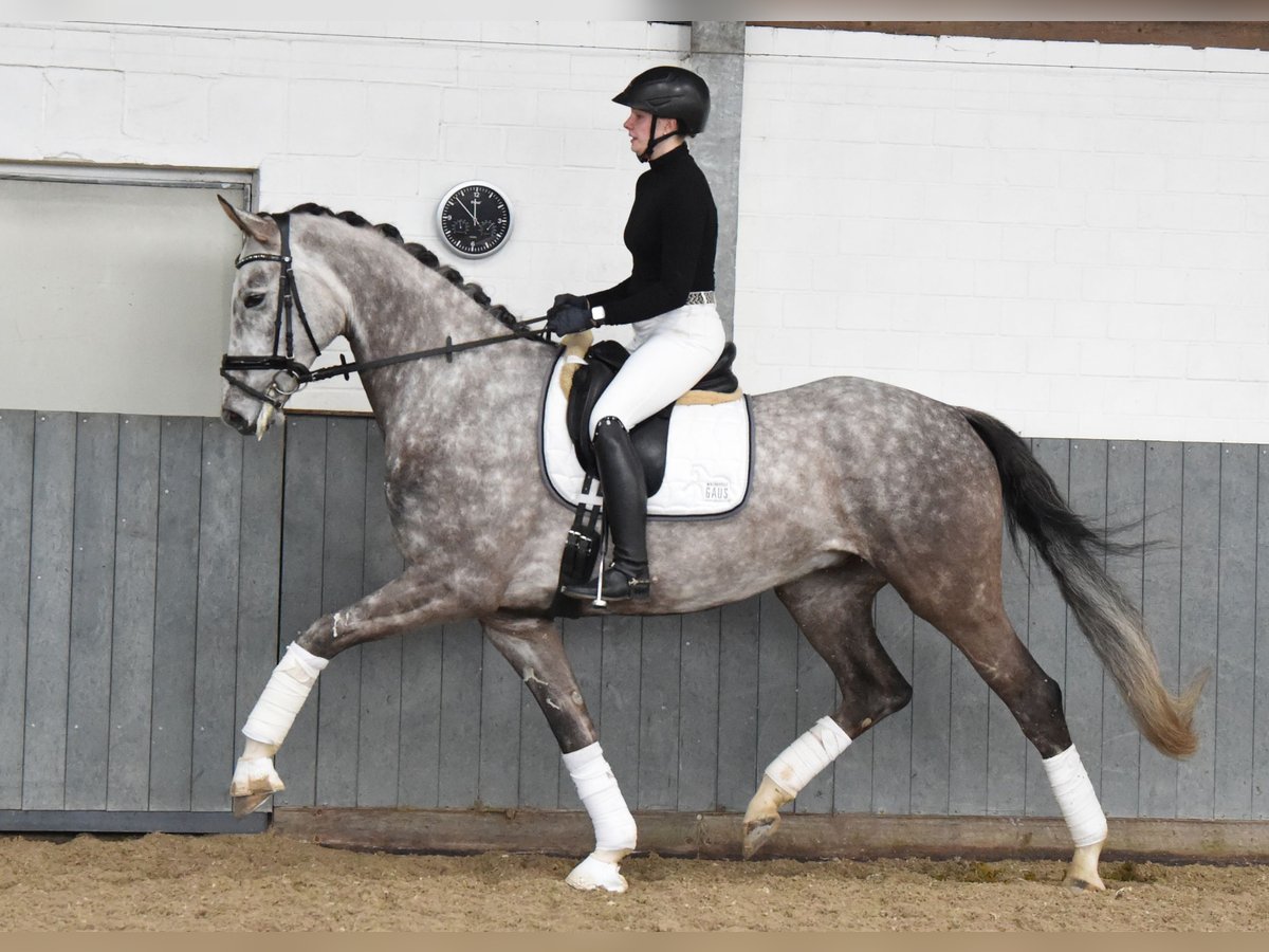 Hanoverian Gelding 6 years 17 hh Gray in Tiddische