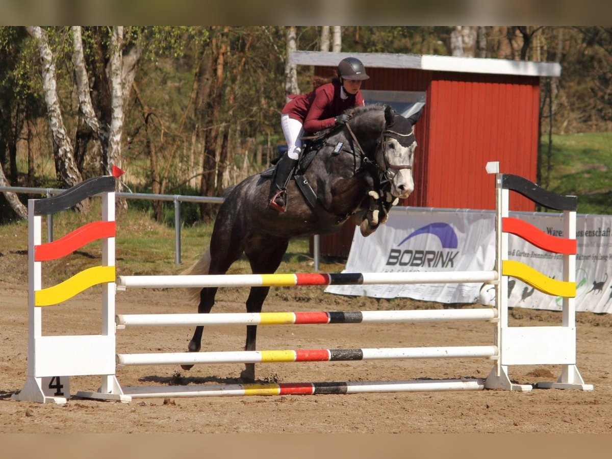 Hanoverian Gelding 6 years 17 hh Grey-Dapple in Schwanewede