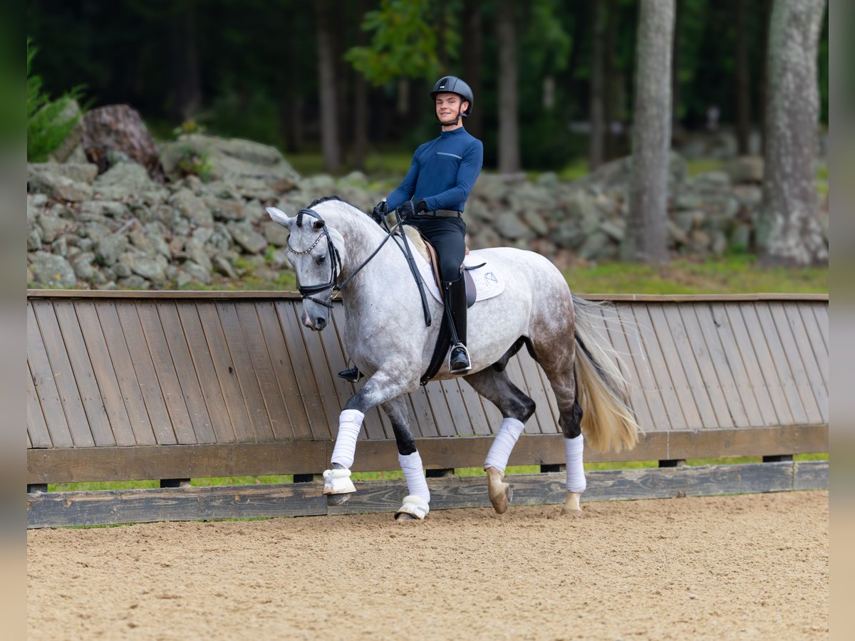 Hanoverian Gelding 6 years 17 hh Grey in Califon New Jersey