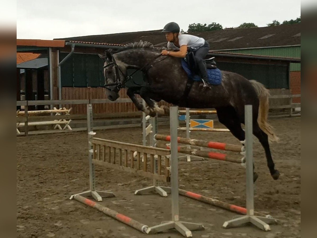 Hanoverian Gelding 6 years 17 hh Grey in Wittingen