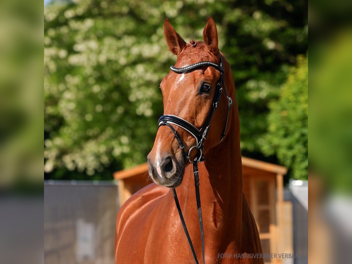 Hanoverian Gelding 6 years 17,1 hh Brown in Verden
