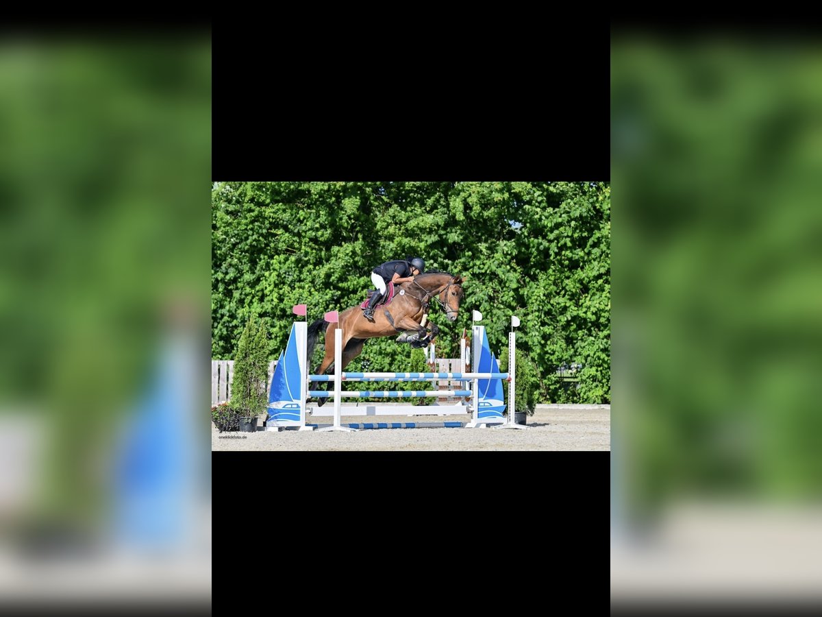Hanoverian Gelding 6 years 17,2 hh Bay-Dark in Kloster Sch&#xE4;ftlarn