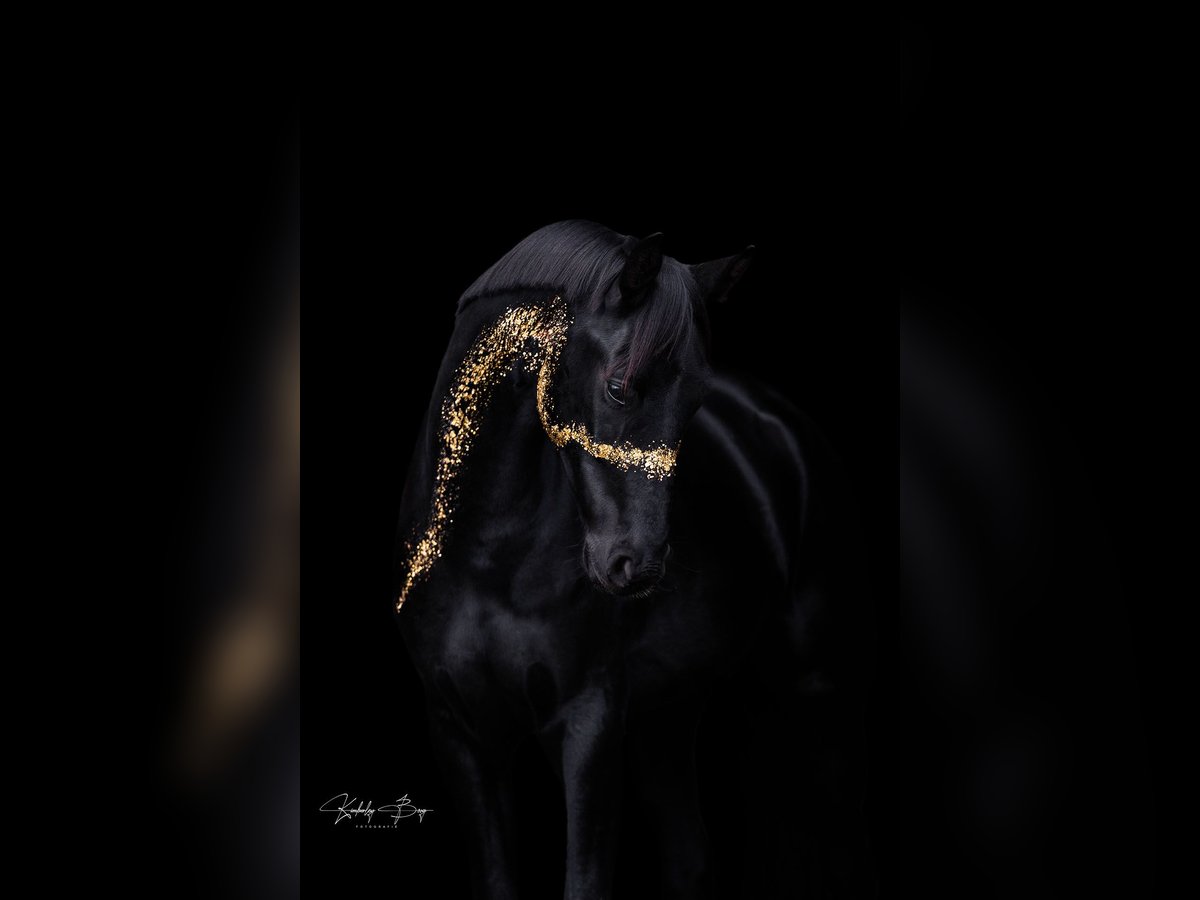 Hanoverian Gelding 6 years 17,2 hh Black in Bad Segeberg