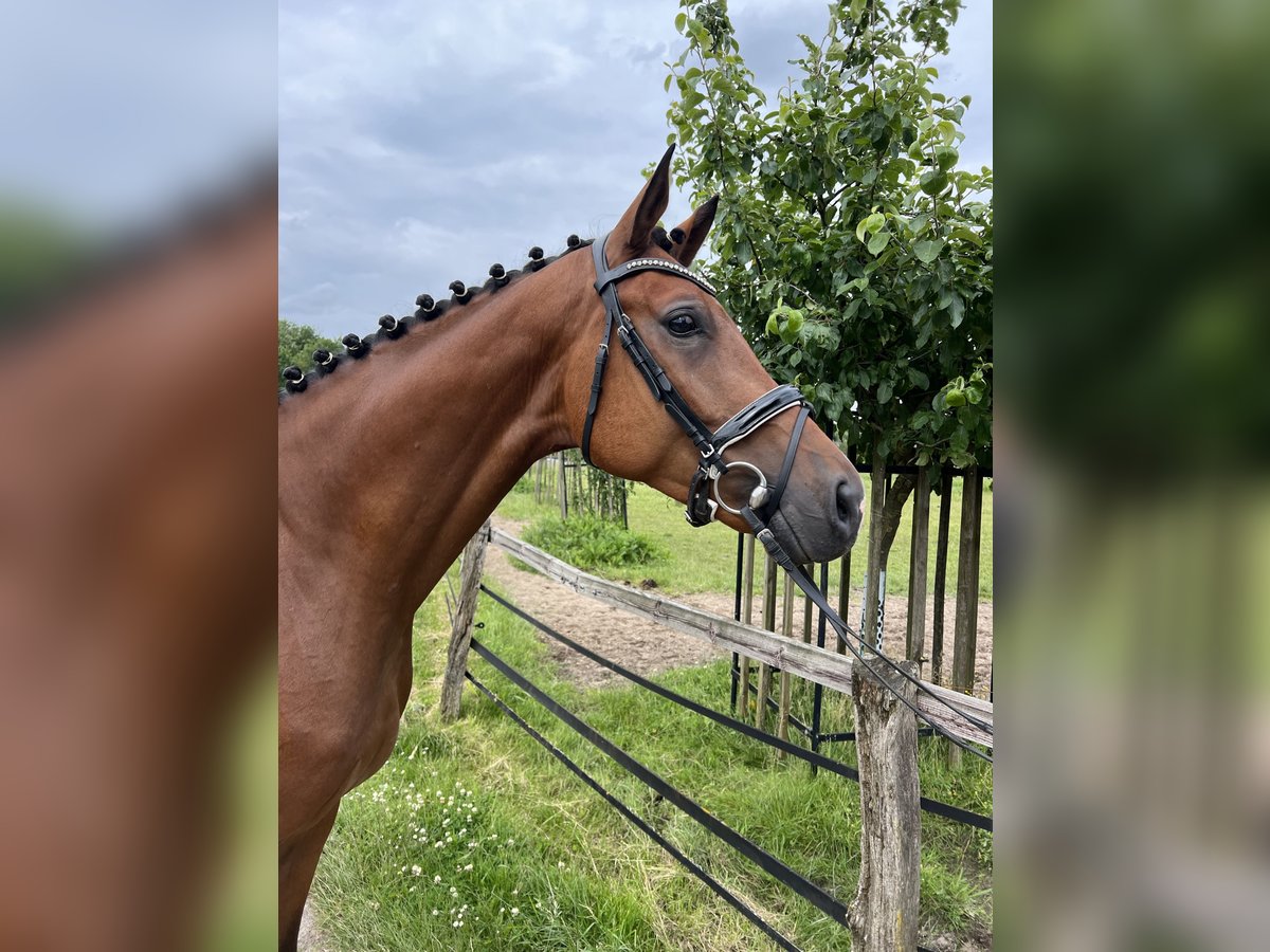 Hanoverian Gelding 6 years Brown in Visselh&#xF6;vede