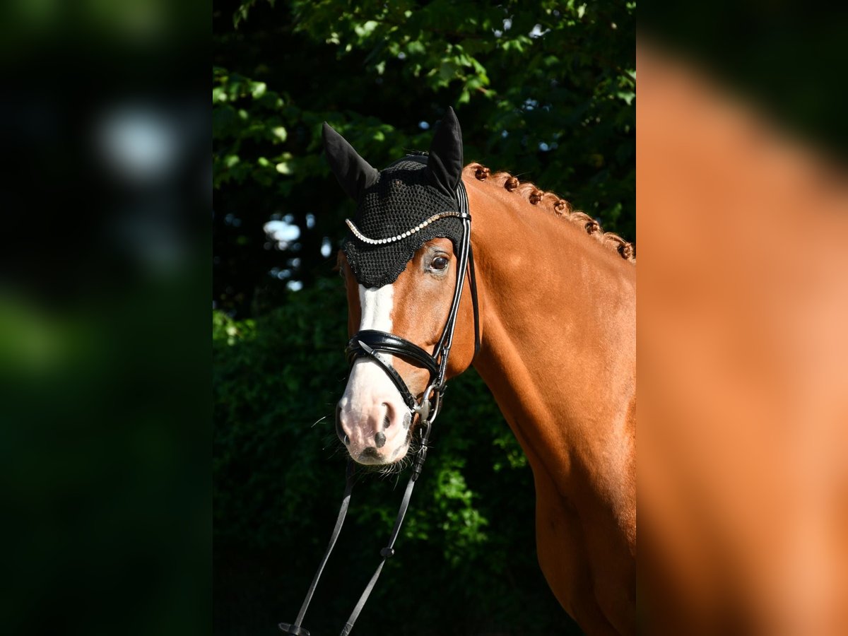 Hanoverian Gelding 6 years Chestnut-Red in Ebersdorf