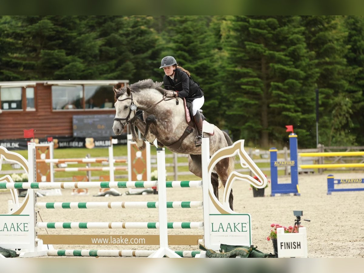 Hanoverian Gelding 6 years in Hornsyld