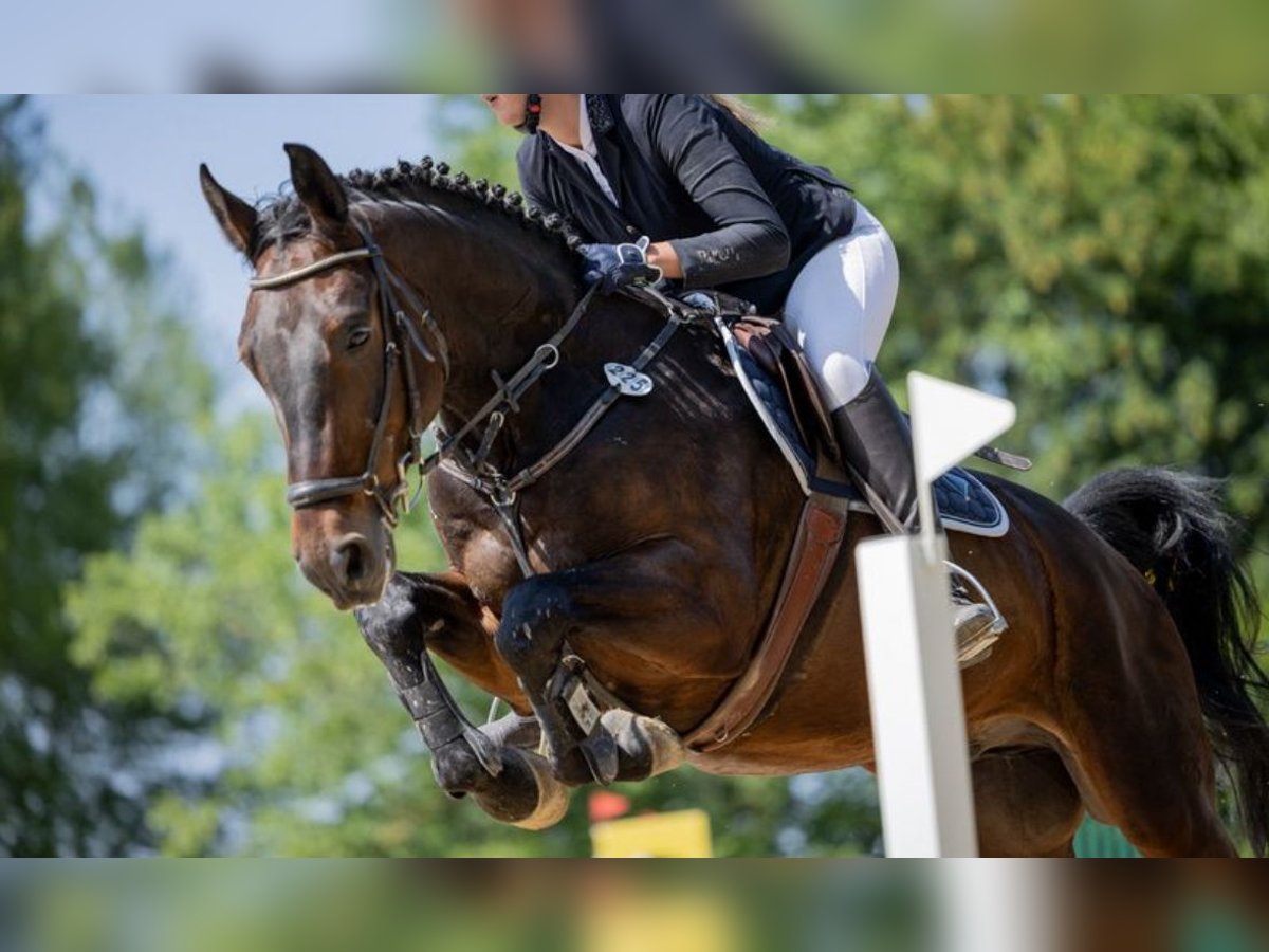 Hanoverian Gelding 7 years 16,1 hh Bay-Dark in Bad Homburg vor der HöheBad Homburg