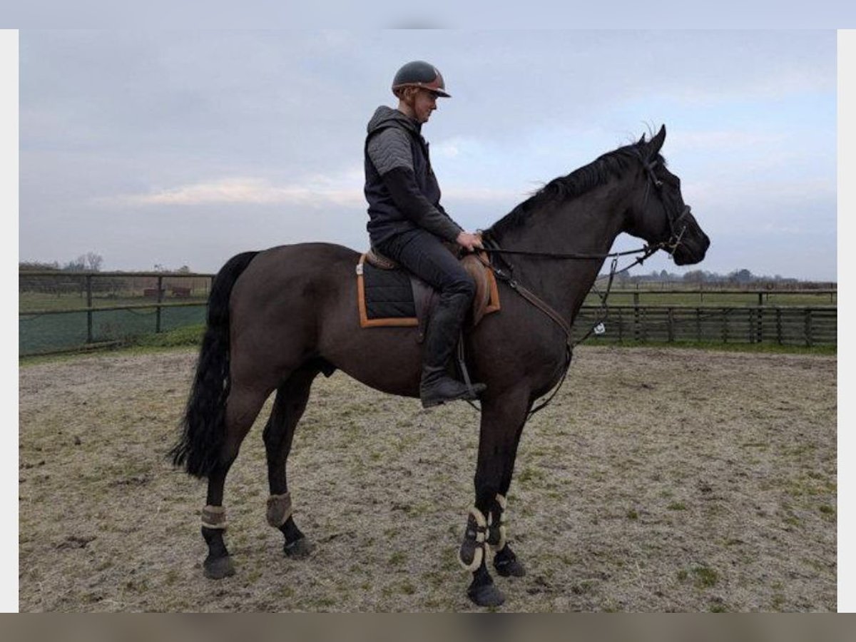 Hanoverian Gelding 7 years 16,1 hh Black in Wicken