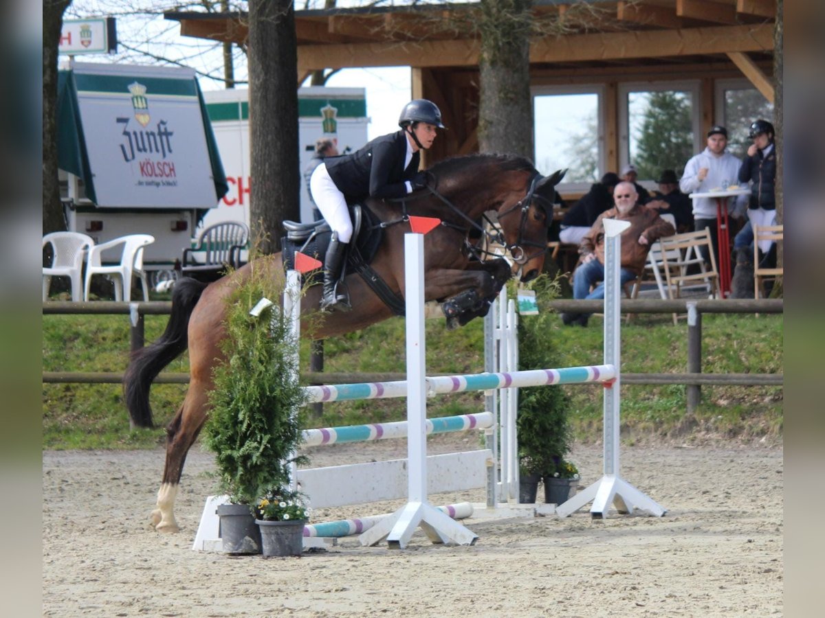 Hanoverian Gelding 7 years 16,1 hh Brown in Wipperfürth