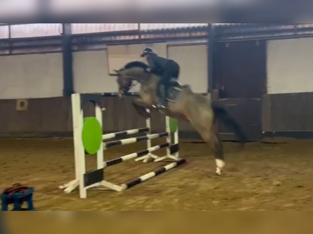 Hanoverian Gelding 7 years 16,1 hh Brown in Siedenburg