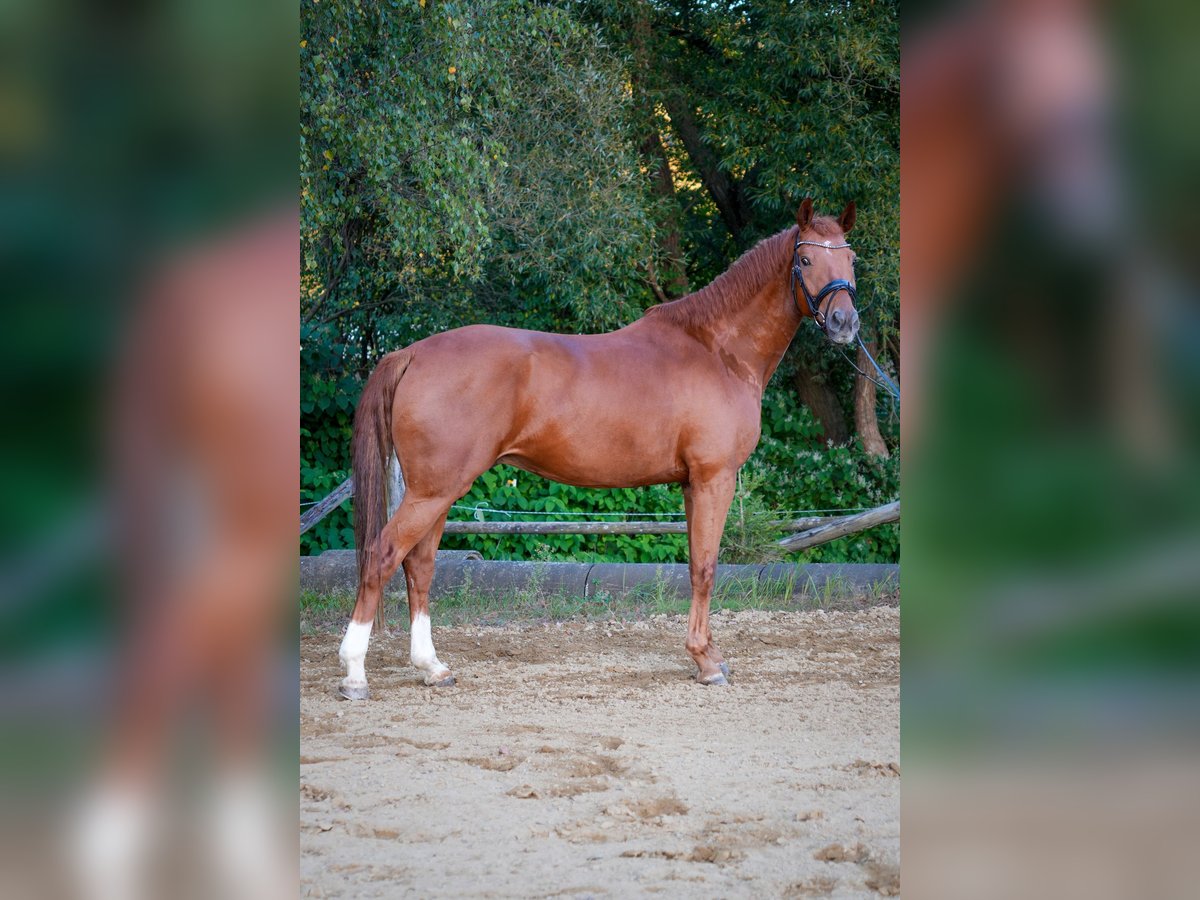 Hanoverian Gelding 7 years 16,1 hh Chestnut-Red in Pinggau