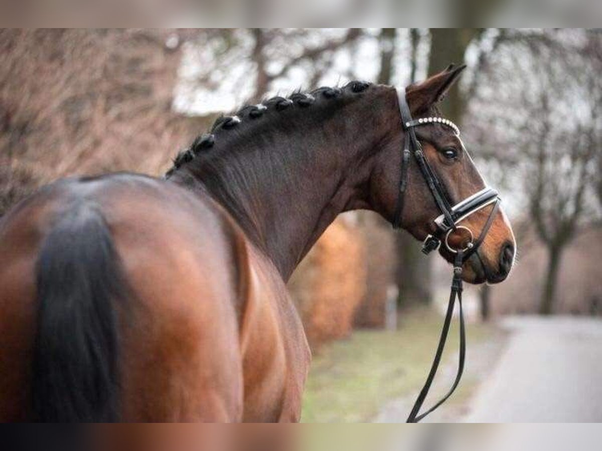 Hanoverian Gelding 7 years 16,2 hh Bay-Dark in Pelmberg