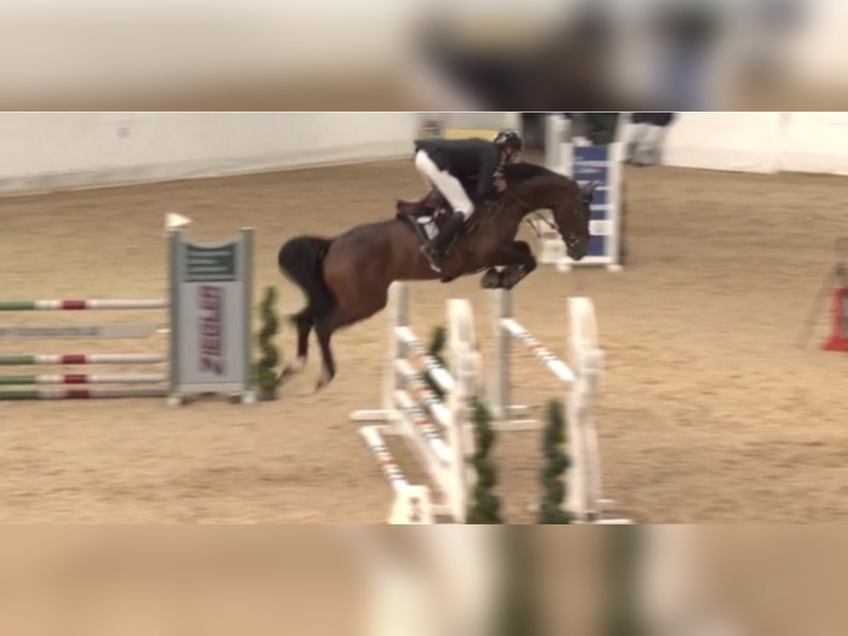 Hanoverian Gelding 7 years 16,2 hh Brown in Wörnitz