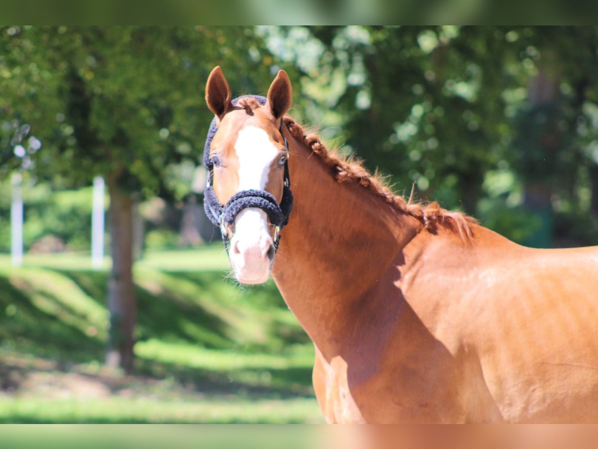 Hanoverian Gelding 7 years 16,2 hh Chestnut-Red in Darmstadt