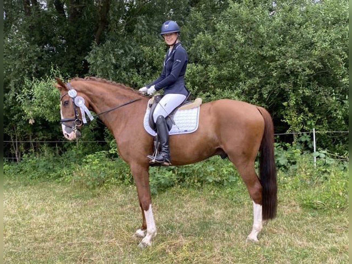 Hanoverian Gelding 7 years 16,2 hh in Kutenholz